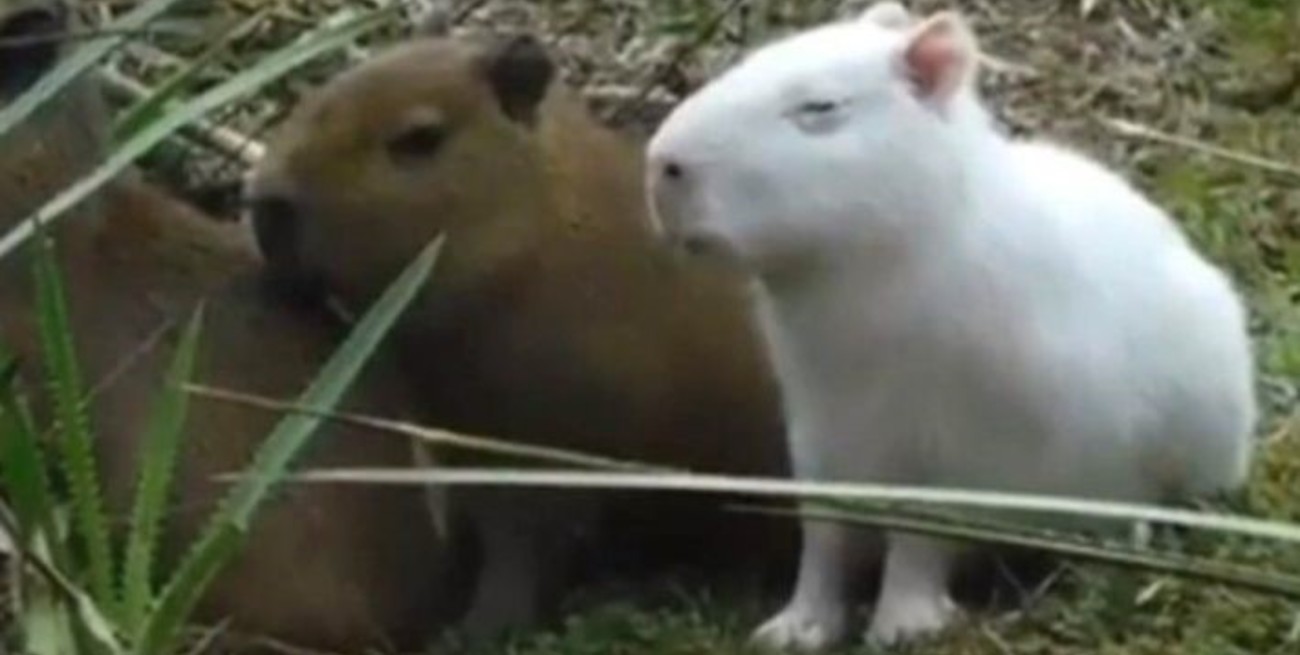 Video: un carpincho "albino" se hizo viral en Corrientes 