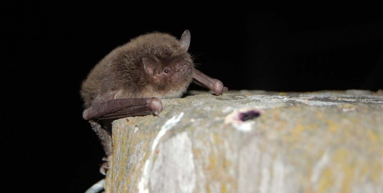 Por qué no hay que matar a los murciélagos, verdaderos aliados de Santa Fe