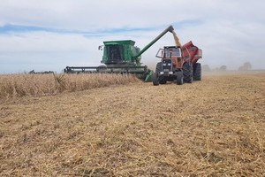 Dólar soja: se registraron exportaciones récord por US$ 8.123 millones.