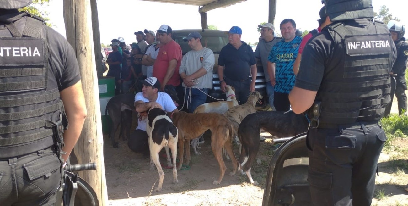 “El negocio de las carreras ilegales de galgos es millonario”, advierten los proteccionistas