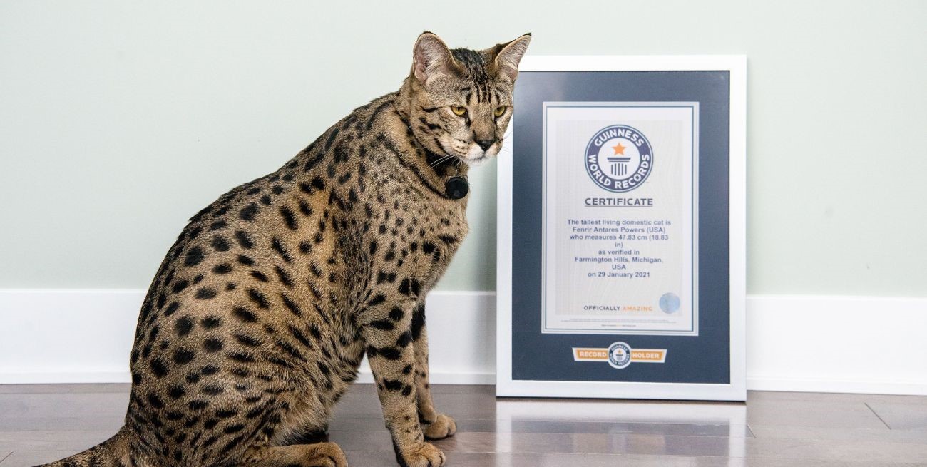 Récord Guinnes: mide más de 47 cm y es el gato más alto del mundo
