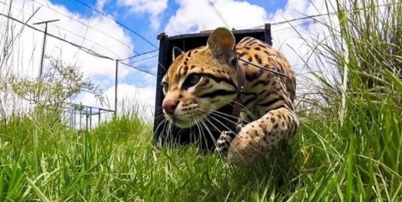 Llega al Iberá un ocelote rescatado de Jujuy