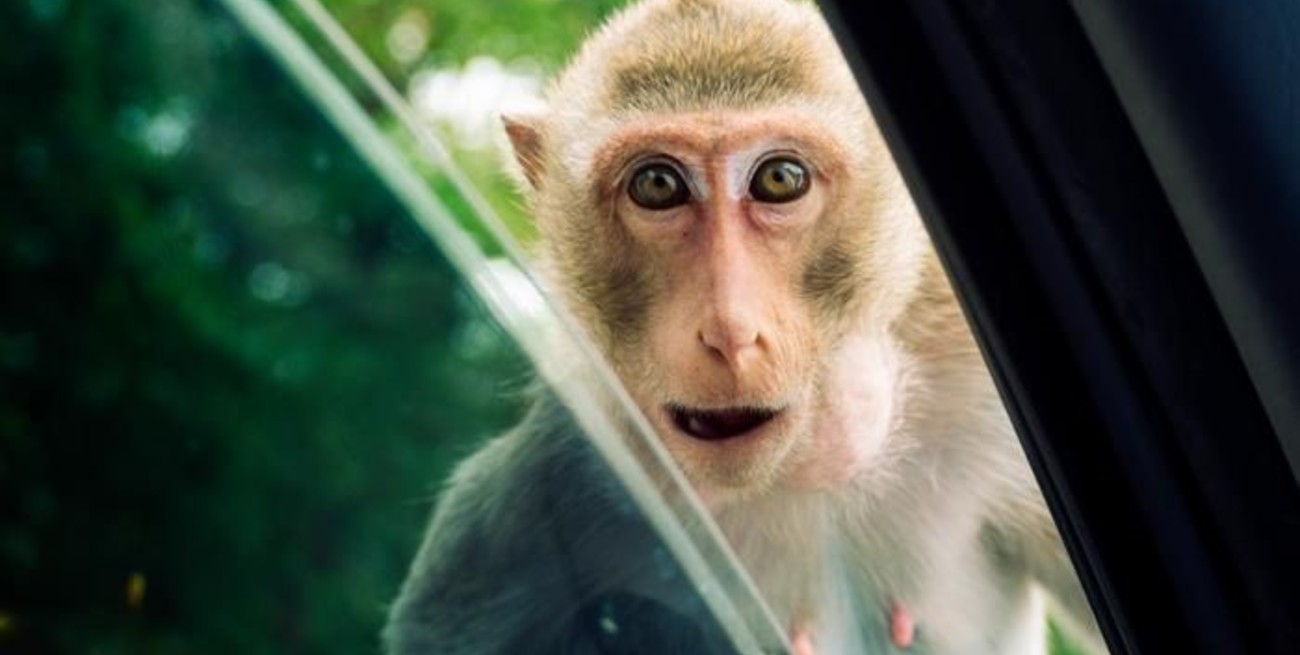 Advierten que un virus de monos similar al ébola podría transmitirse a humanos