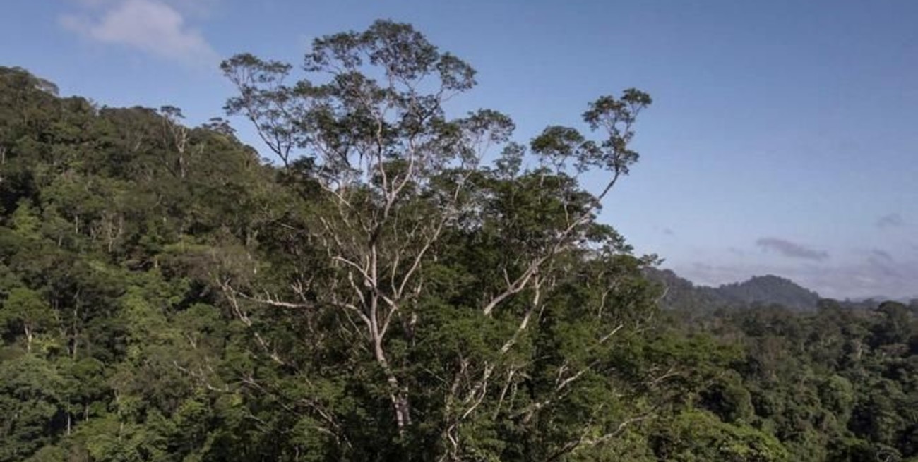 "Como un edificio de 25 pisos":  científicos logran llegar al árbol más alto del Amazonas