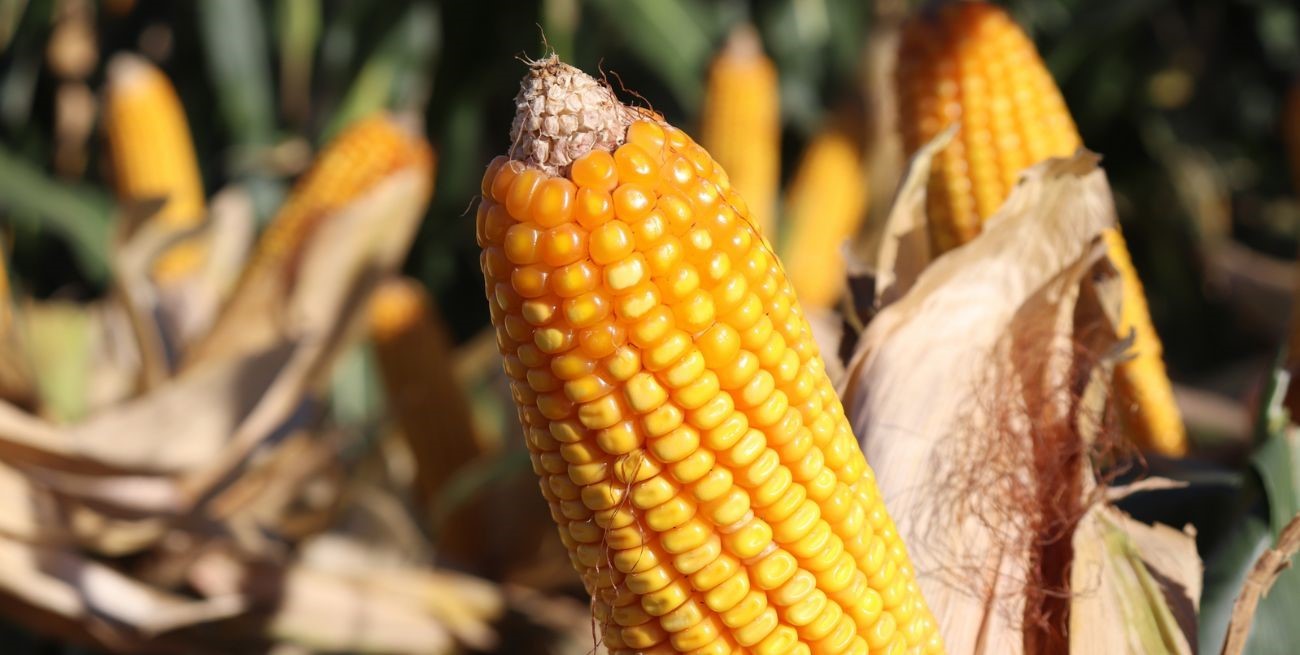 Maíz tardío y cosecha distinta ante el corrimiento de la fecha de la Niña