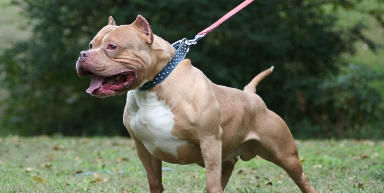 Duras multas para quienes críen o vendan perros de gran porte y no cumplan las normas vigentes