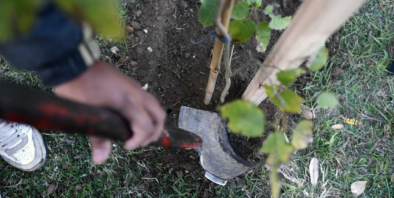 Arbolado público en Santa Fe: se plantaron 1740 árboles de 42 especies distintas
