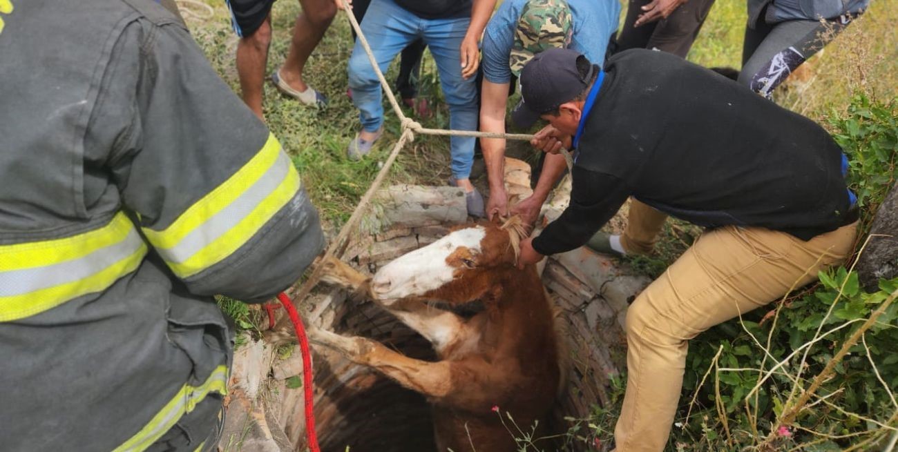 Impactante rescate de un caballo atrapado dentro de un pozo en Vera