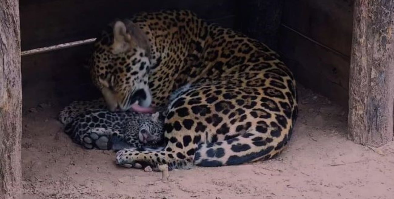 Video: nacieron en Chaco dos cachorros de la yaguareté correntina Mbareté
