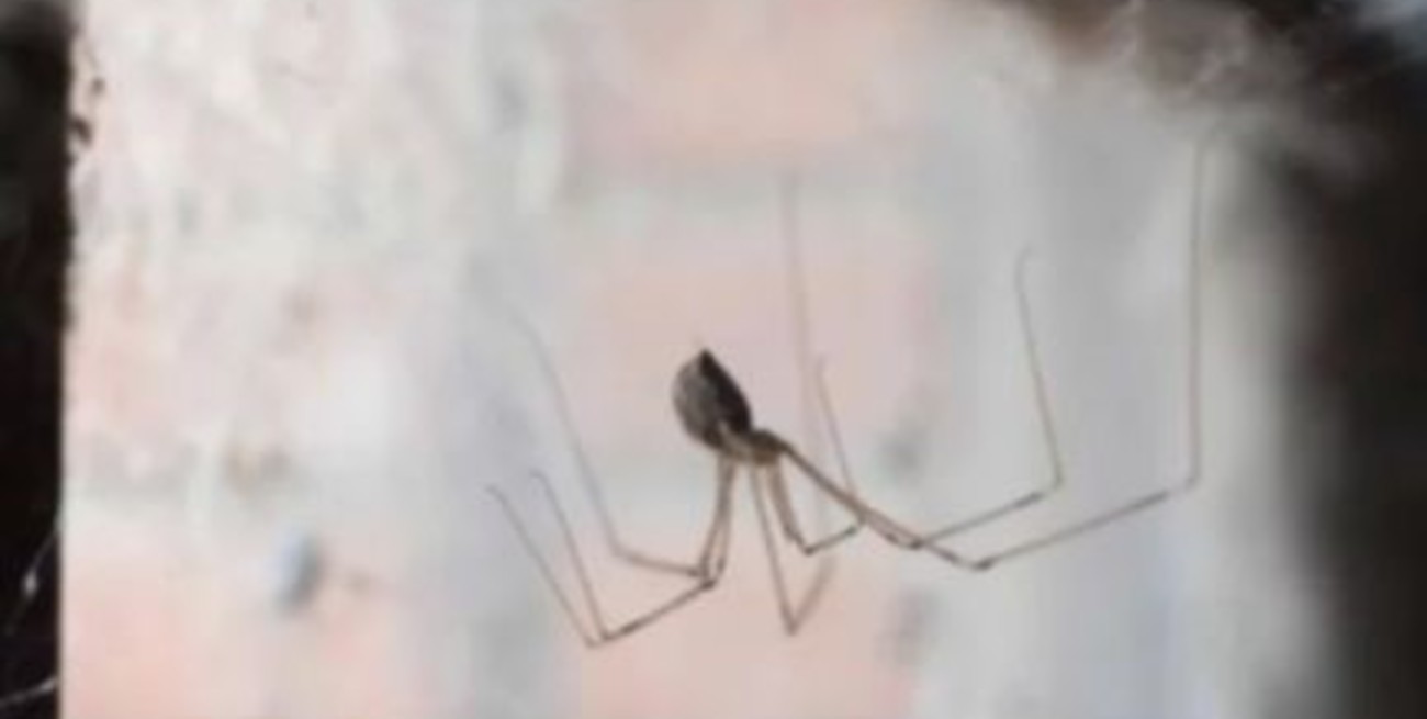 Una bebé murió por la picadura de una araña del rincón en Buenos Aires