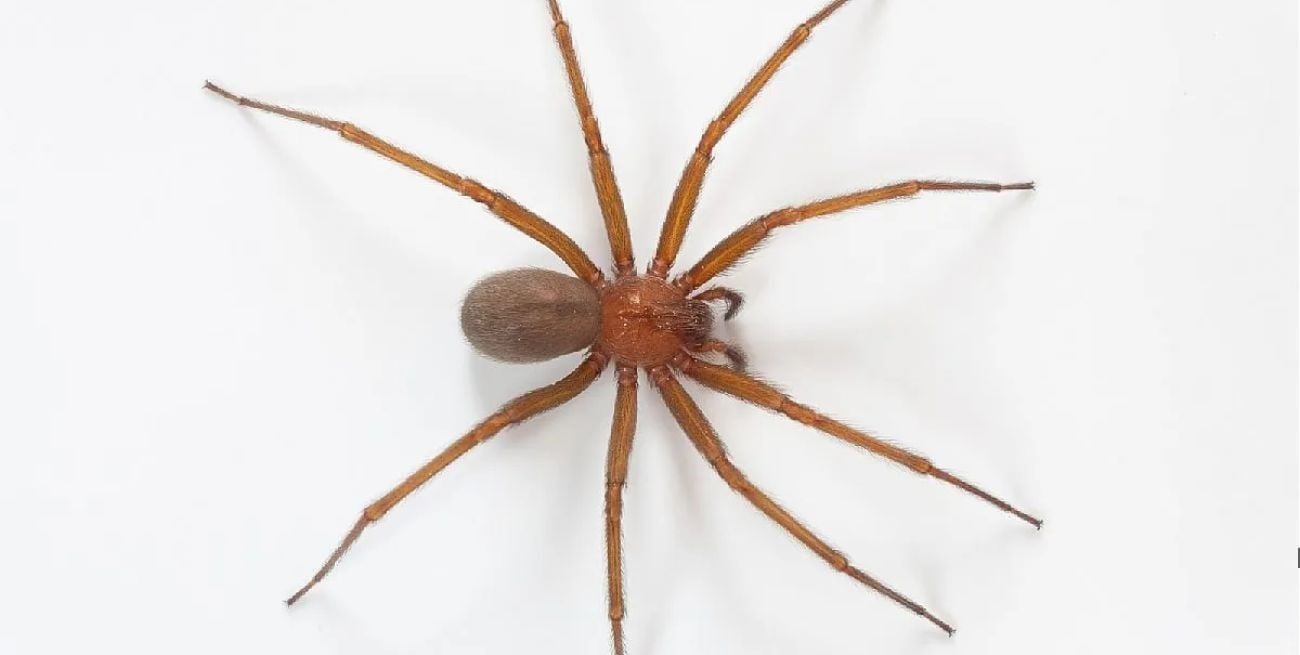 Araña del rincón: qué hacer ante una mordedura
