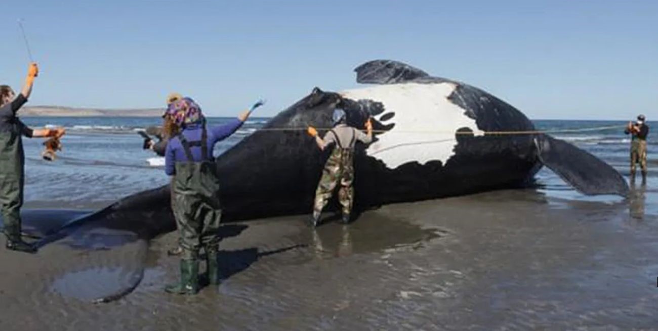 Descubren qué mató a las ballenas en Península Valdés