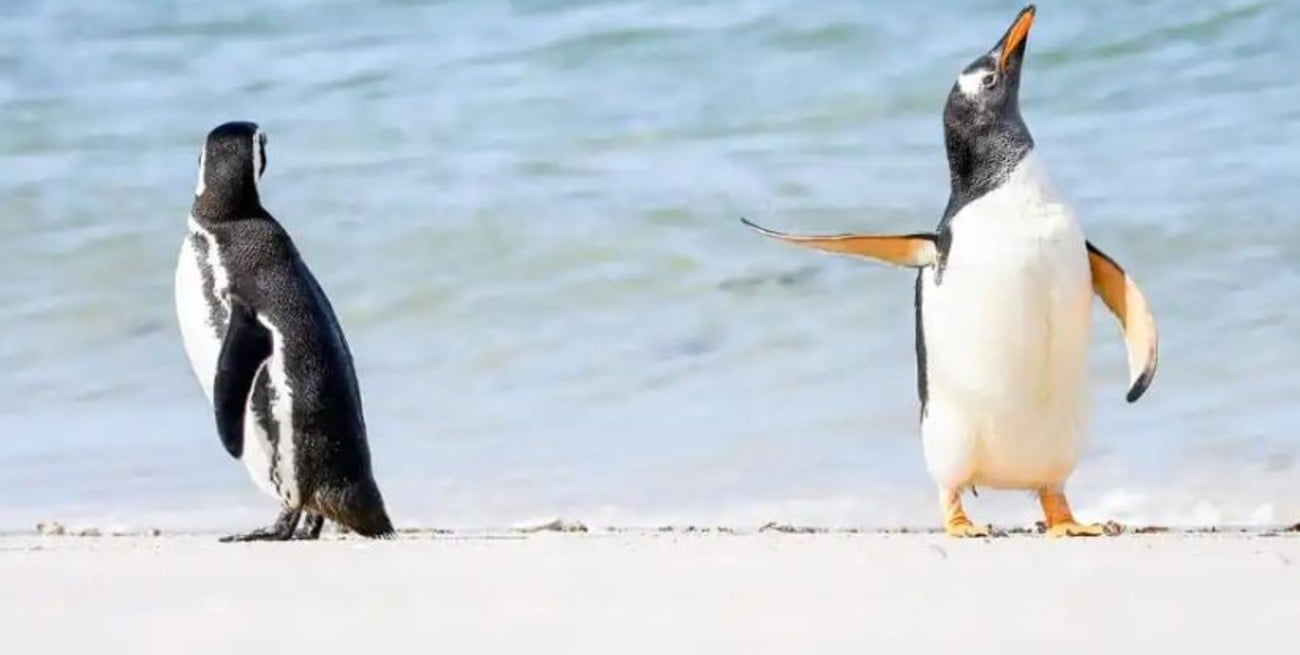 Estas son las imágenes preseleccionadas para los Comedy Wildlife Photography Awards 2022