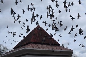 La quema de pastizales y el desmonte de campos linderos o localidades cercanas, está destruyendo su hábitat natural y, por eso, buscan refugio y alimento en la ciudad. Crédito: Mauricio Garín