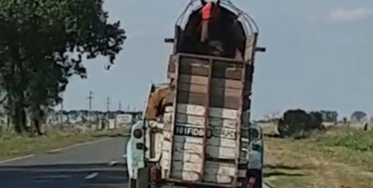 Video: un remolque en mal estado puso en riesgo a un caballo sobre la Ruta 11 en Santa Fe