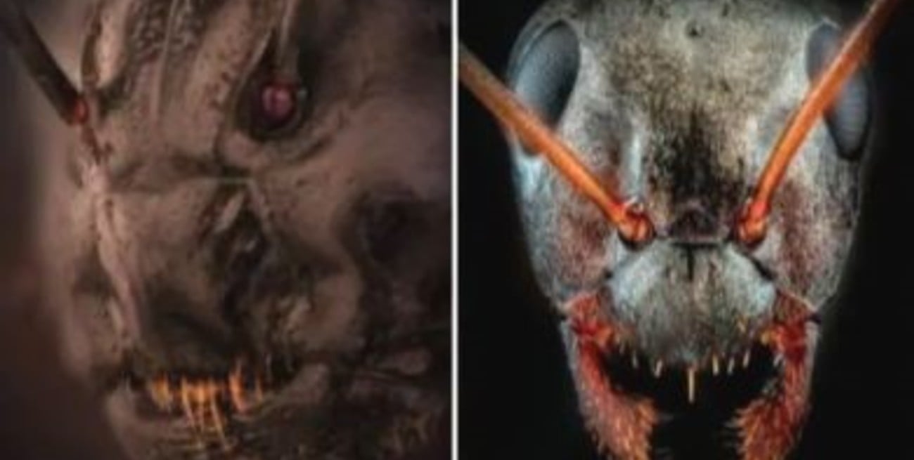 No es un disfraz para Halloween, es la cara de una hormiga vista a través de un microscopio