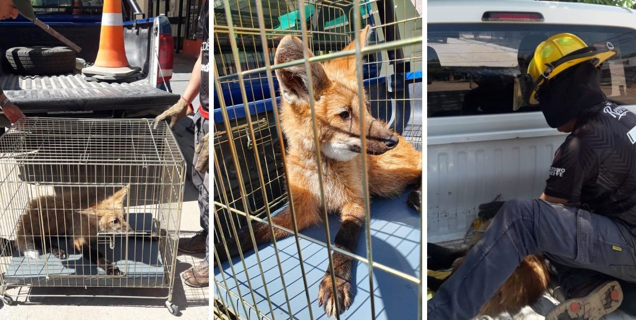 Encontraron una cachorra de aguará guazú en San Javier y la llevaron a la Granja La Esmeralda