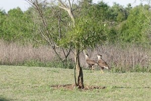 Fauna. En el Parque está lleno de especies de la zona que conviven con los guardaparques. Crédito: Gobierno de la provincia de Santa Fe.