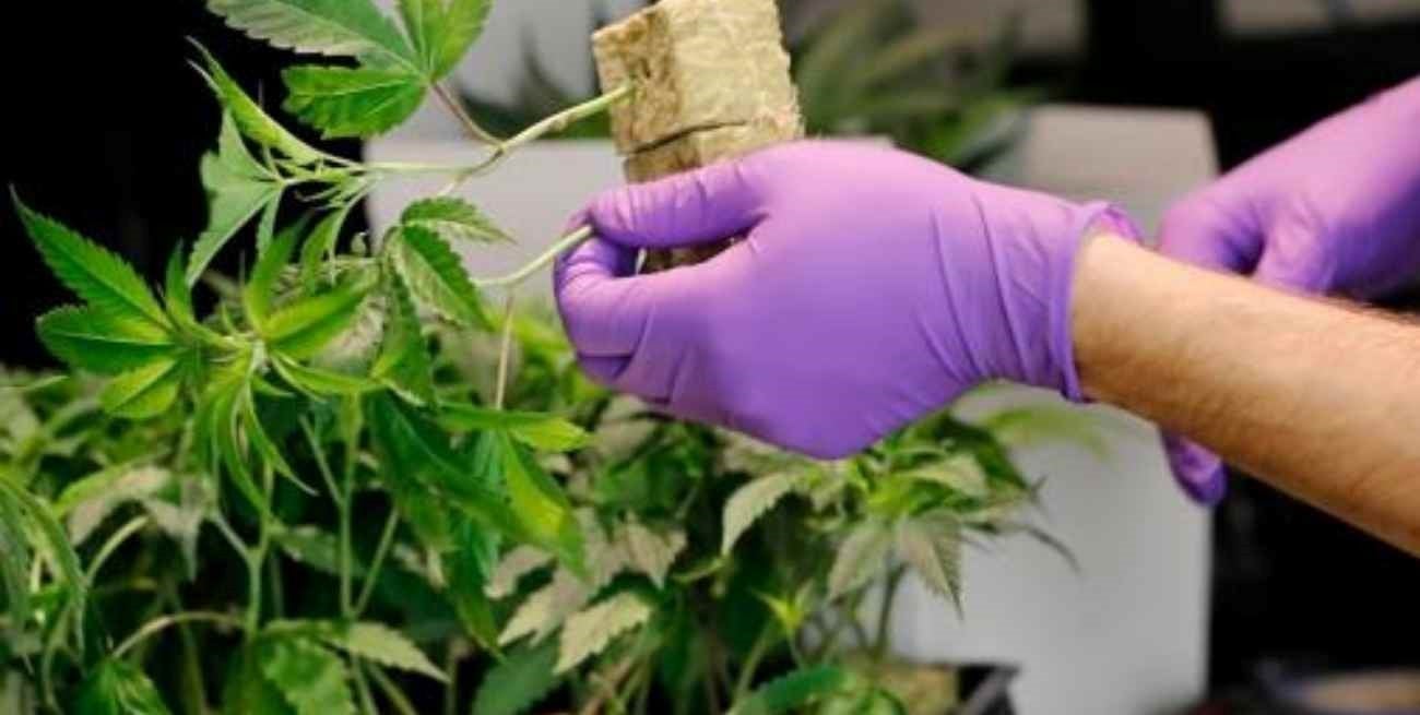 República Checa planifica la legalización del cannabis