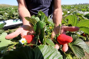 Uno de los objetivos trazados para este año es recuperar la Denominación de Origen “Frutillas de Coronda”, que la ciudad supo tener en la segunda mitad de la década del 90 del siglo pasado..  Fotos: Manuel Fabatía