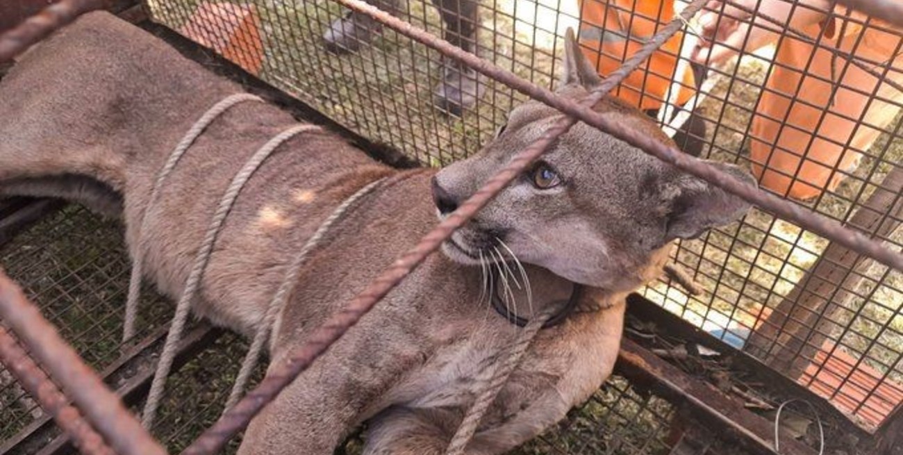 Susto en Entre Ríos: salió al patio y se encontró un puma