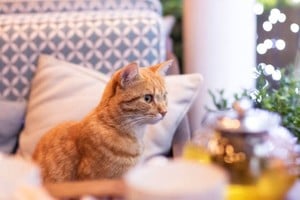 El bar ubicado en Cochabamba 1488 está abierto de martes a sábados en el horario de 9 a 13 y de 17 a 20, y los domingos, de 10 a 13 (los lunes permanece cerrado), sin reserva previa.