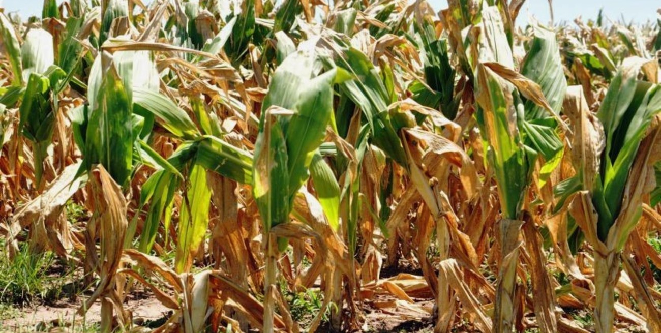 Recomiendan al gobernador Perotti extender la emergencia agropecuaria hasta el inicio de la cosecha gruesa