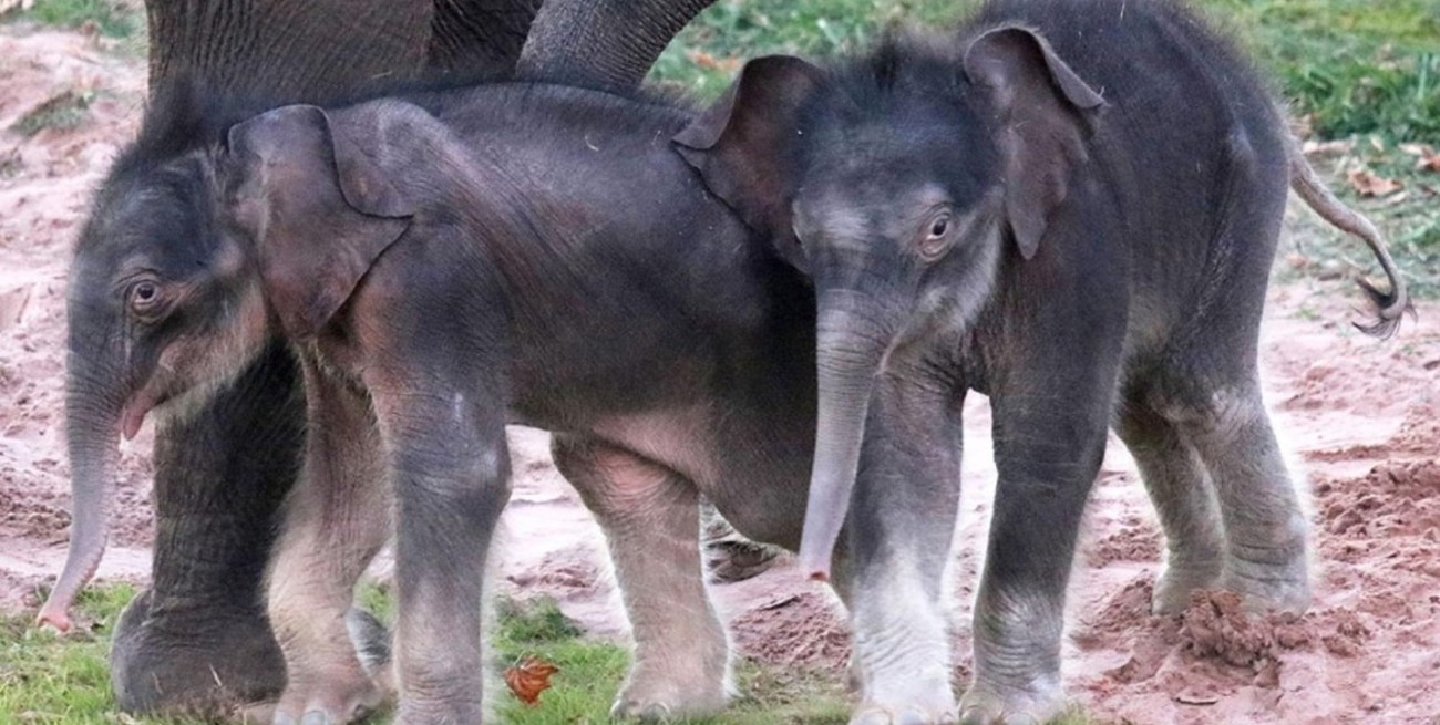 Sorpresa en Nueva York: nacieron elefantes asiáticos gemelos en el zoológico de Syracuse