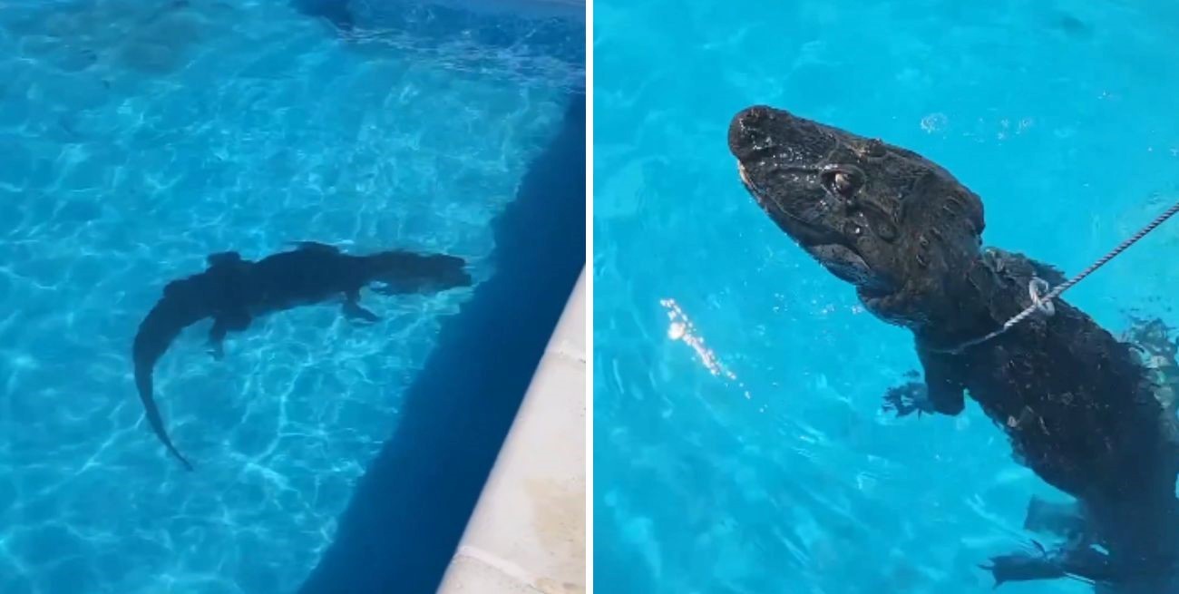 Video: apareció un yacaré en una pileta de una estancia en Entre Ríos