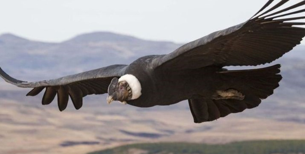 Jujuy declaró Monumento Natural Provincial al cóndor andino