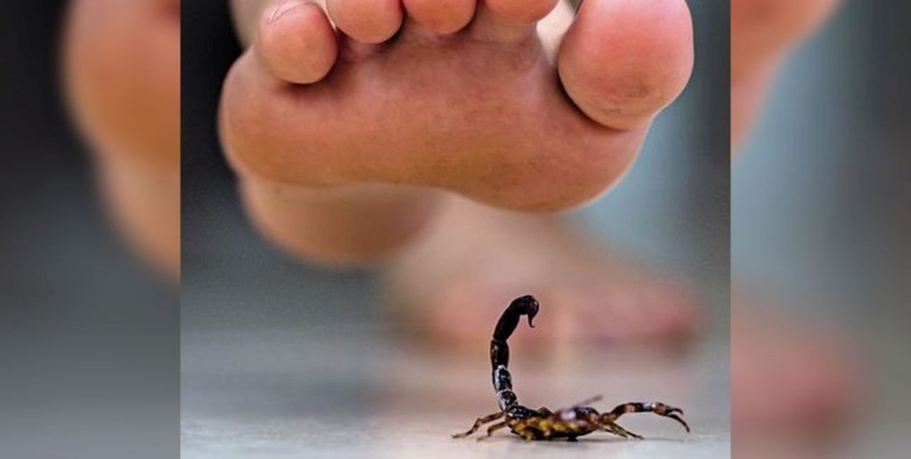 
¿Para qué sirve aplicar hielo ante la picadura de un alacrán en cualquier parte del cuerpo?