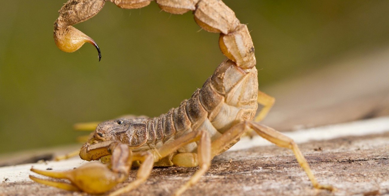 Barrancas: un nene de 4 años fue picado tres veces por un alacrán y está grave