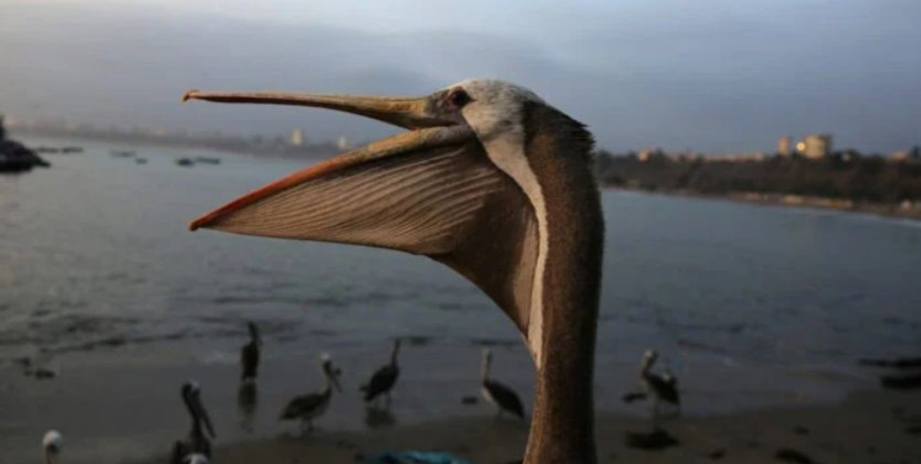 Advierten que un brote de gripe aviar mató a 200 pelícanos en Perú