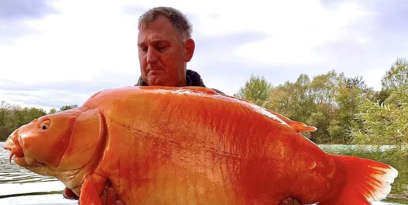 Pescaron al pez dorado más grande del mundo: pesa alrededor 30 kilos