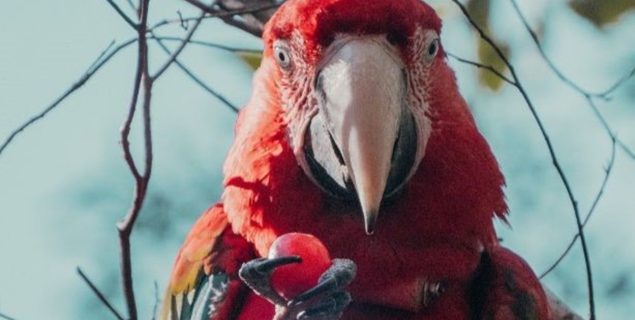 Video: liberaron a cinco guacamayos rojos en el norte del Parque Iberá