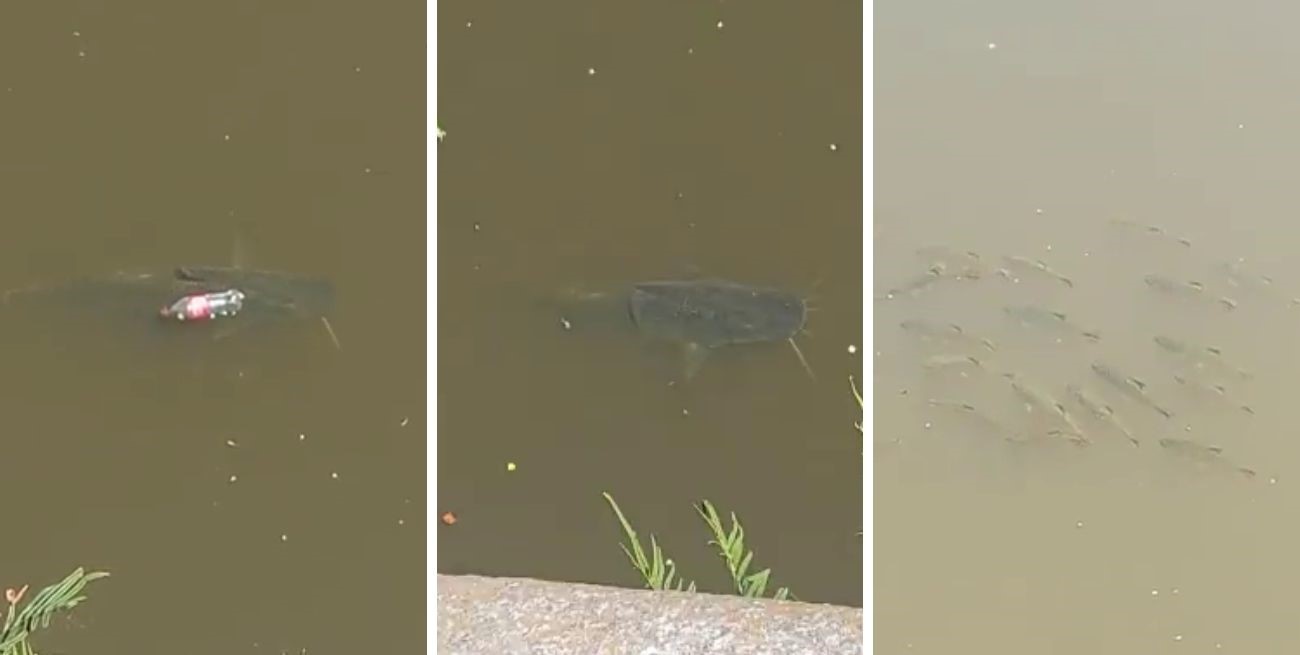 Sorpresa por la aparición de un surubí en aguas del Puerto de Santa Fe