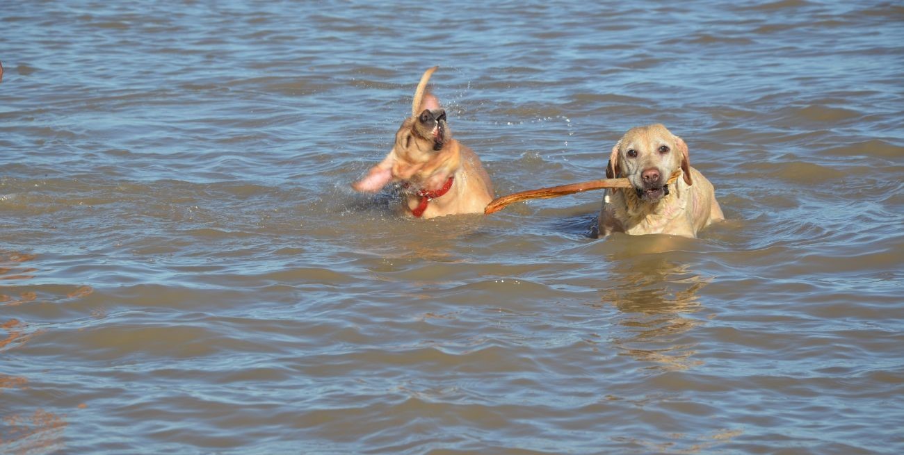 Cómo identificar y prevenir un golpe de calor en nuestras mascotas
