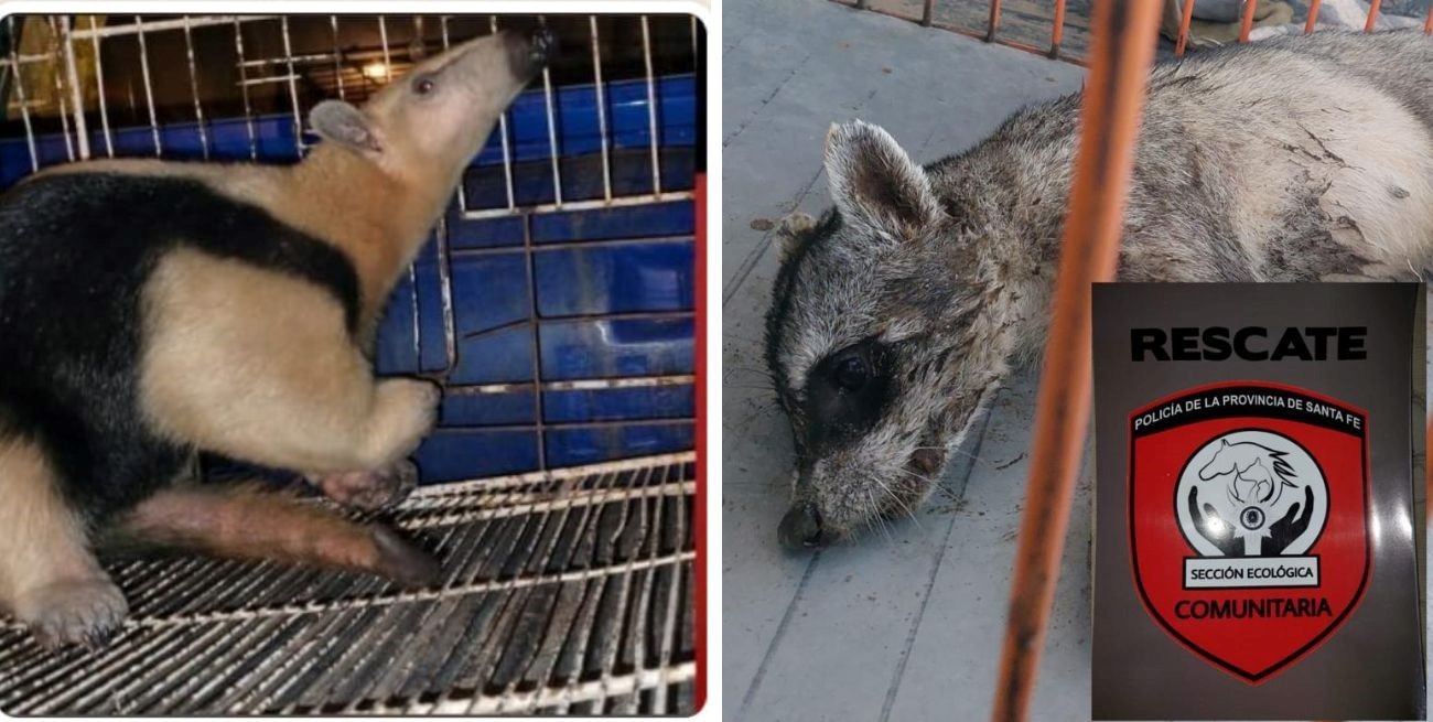 La Brigada Ecológica de Santa Fe rescató un mapache y un oso hormiguero que estaban en riesgo
