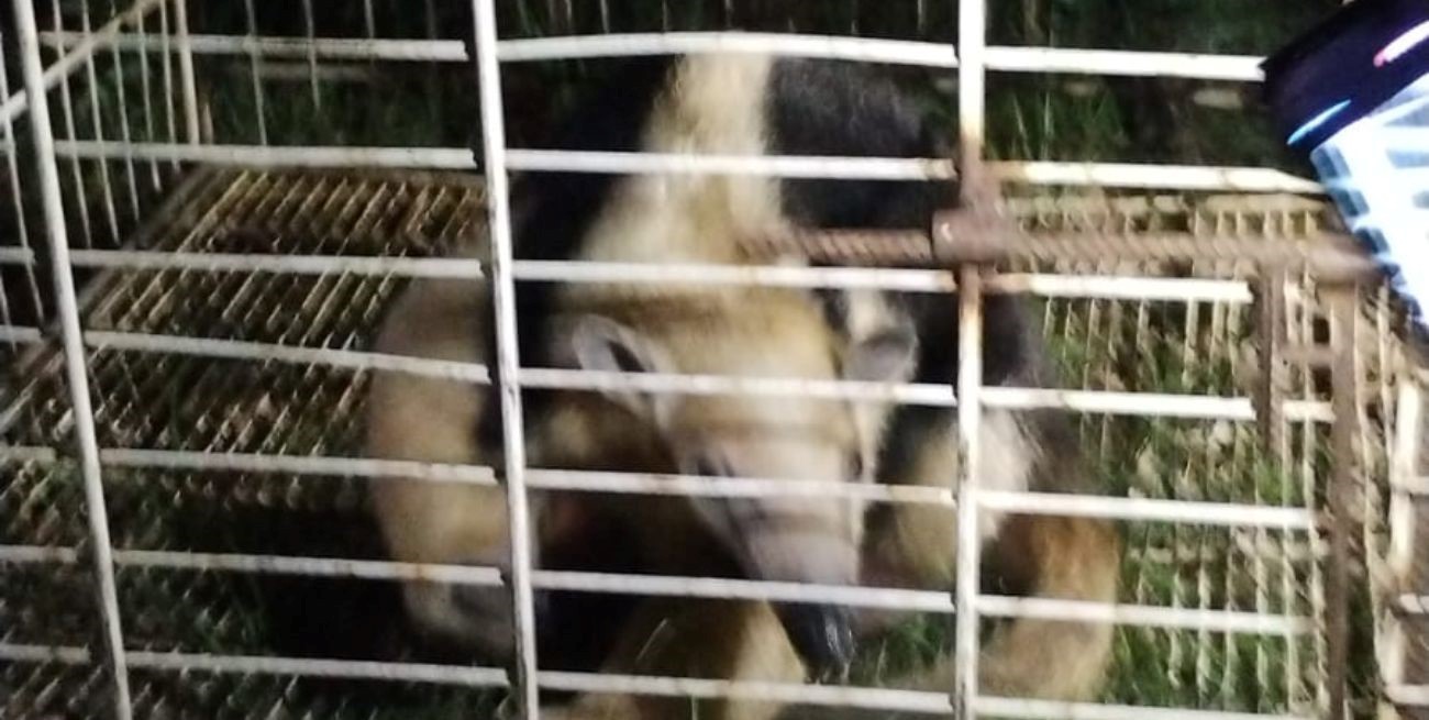 Llamativa presencia de un oso melero que fue rescatado en Recreo