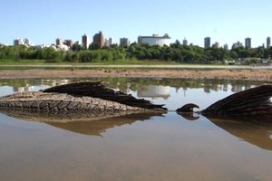 La imagen habla por sí sola. La bajante afectó gravemente el ecosistema del Río Paraná. Crédito: Mauricio Garín