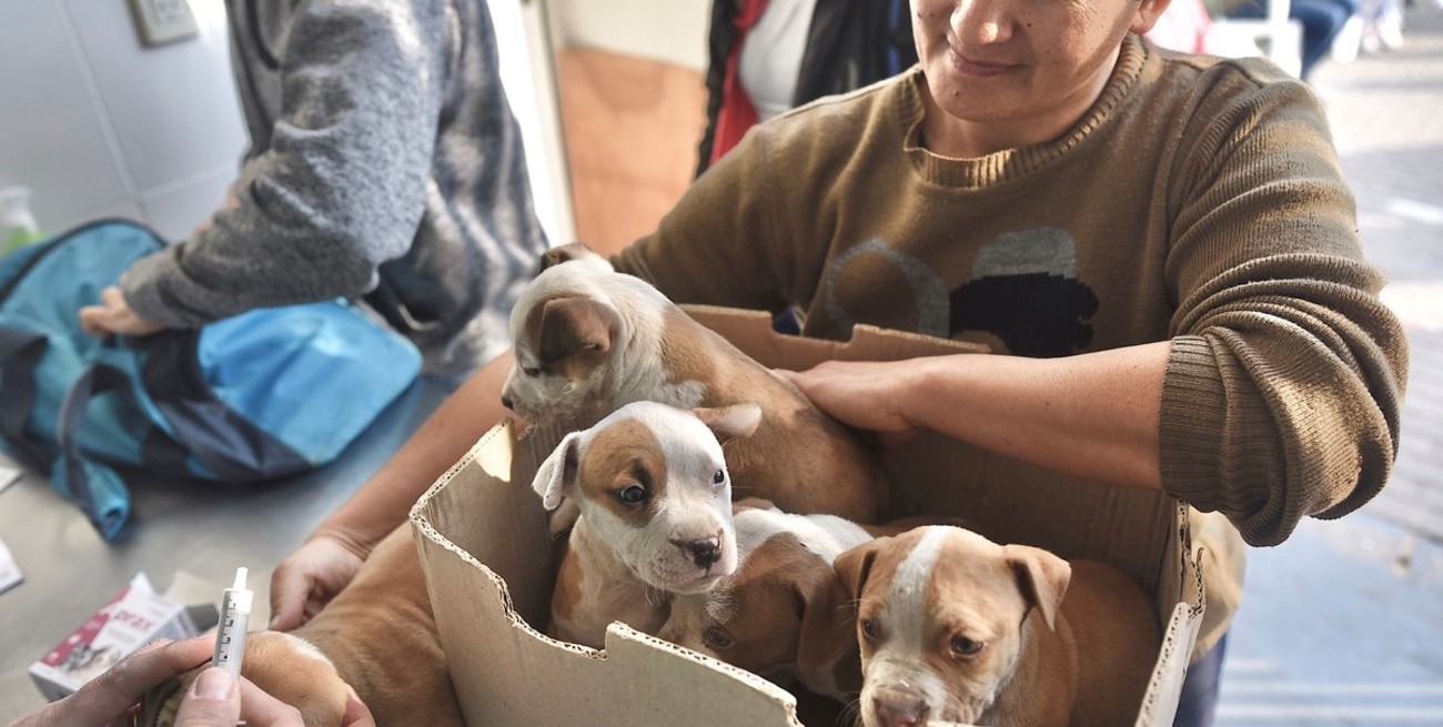 Se atendieron a 48 mil animales de compañía en las tres sedes del Imusa