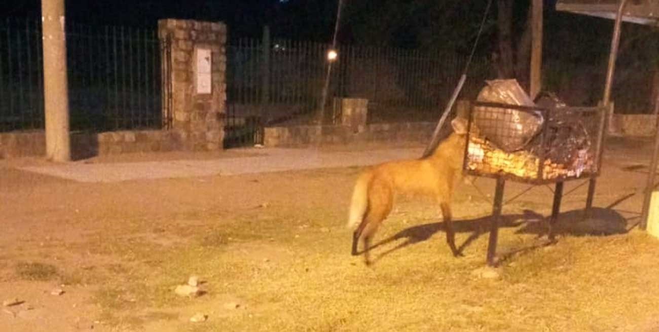 Sorpresa por la aparición de un Aguará Guazú en el norte de la ciudad de Santa Fe