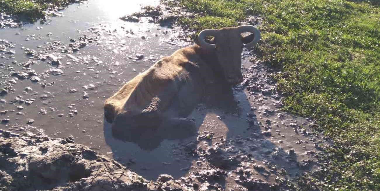 Crece la angustia por la sequía en Vera