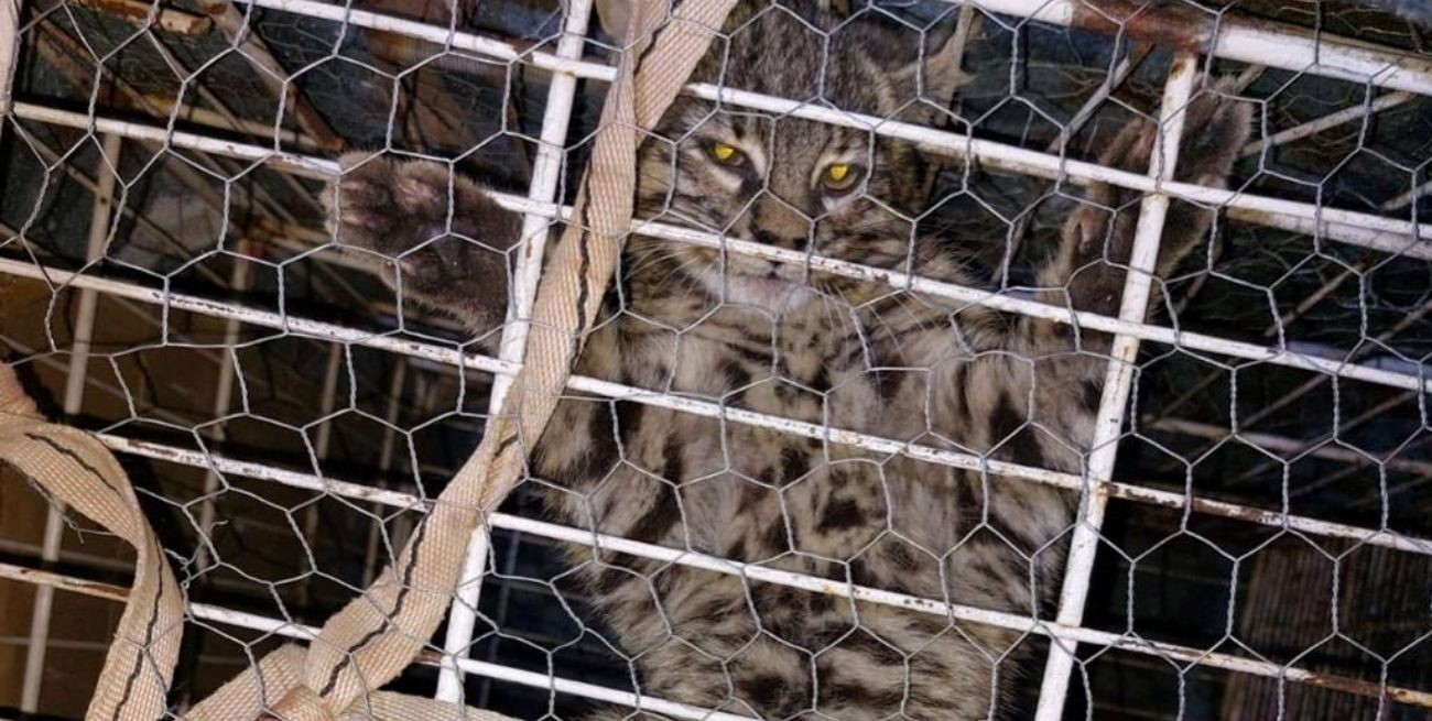 Sorpresa en Sauce Viejo por la aparición de un gato montés en un gallinero