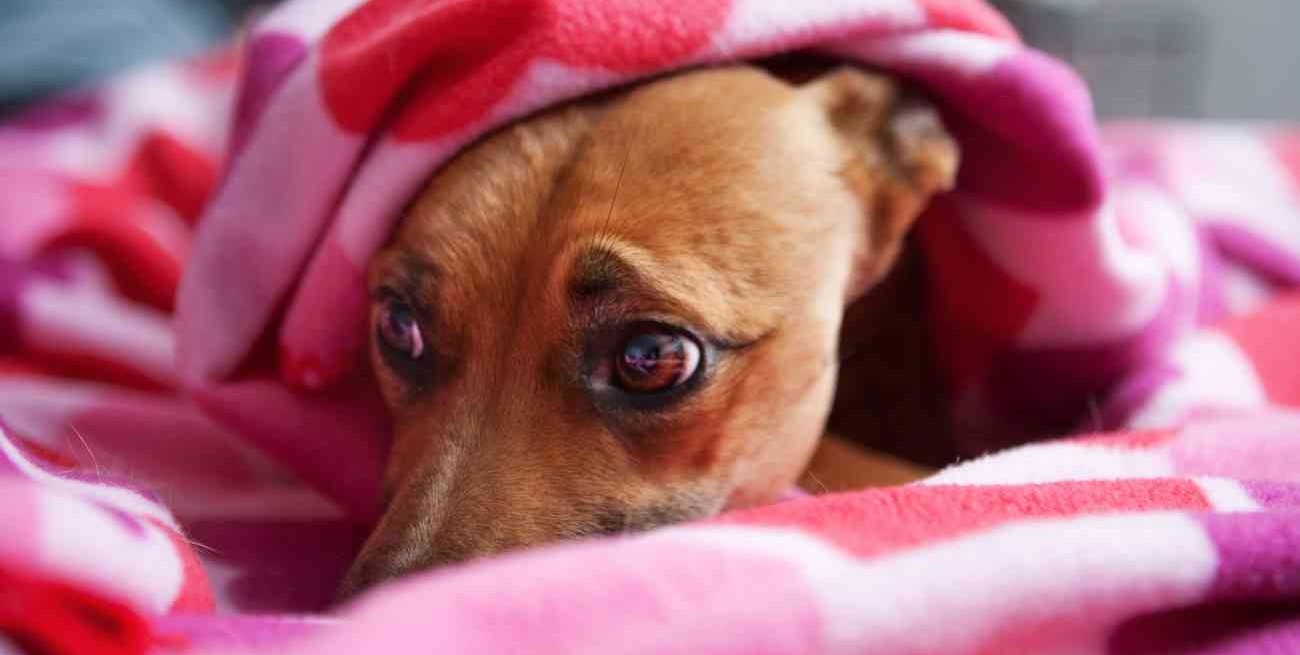 Franck: autoridades recordaron la vigencia de la ordenanza de “Pirotecnia Cero”