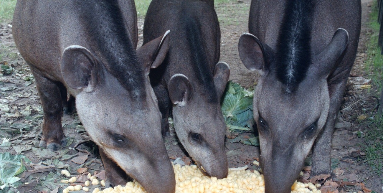 Jujuy declaró Monumento Natural Provincial al tapir