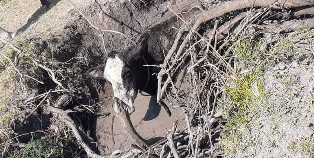 Homologaron la emergencia agropecuaria para la provincia de Santa Fe