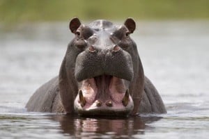 Colombia implementará un protocolo para gestionar hipopótamos introducidos por Escobar, priorizando métodos no letales antes de considerar la eliminación.