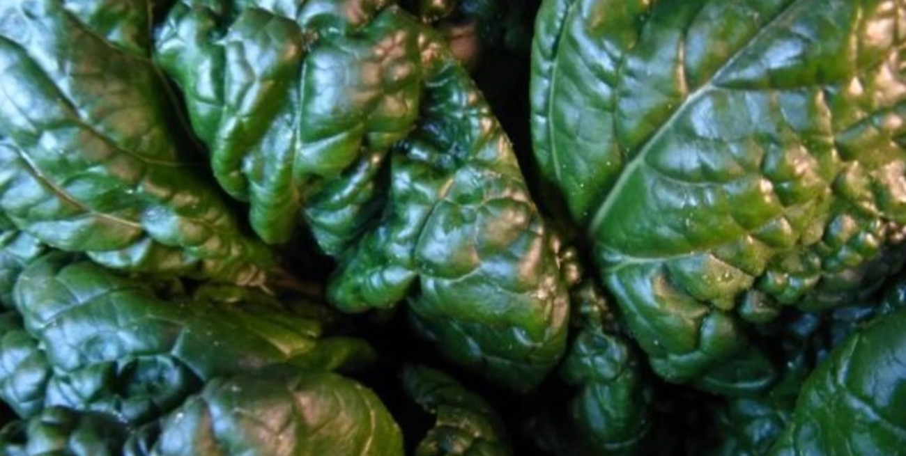 Más de cien intoxicados con espinacas "alucinógenas" en Australia