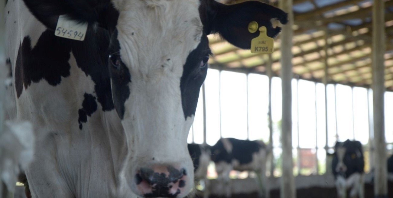 En Santa Fe los tamberos piden por compensaciones y "soja arrendamiento"